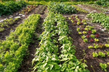 Cr&eacute;er un potager pr&egrave;s de Saint-Quentin demande un sol bien d&eacute;sherb&eacute;